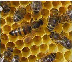Que font les abeilles l'hiver ? EcoTree